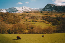 Mountains and sheep on Cader Idris